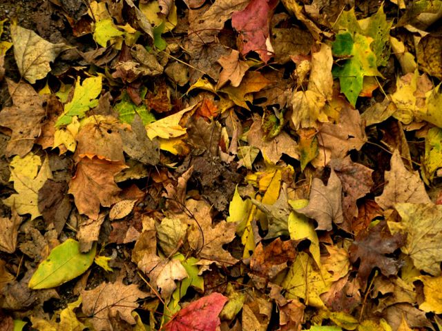 Autumn031.jpg