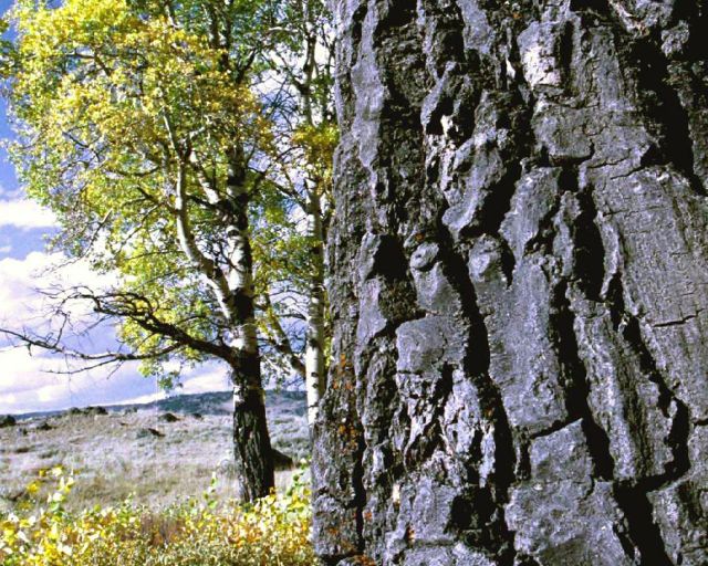 Autumn035.jpg