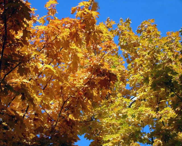 Autumn037.jpg