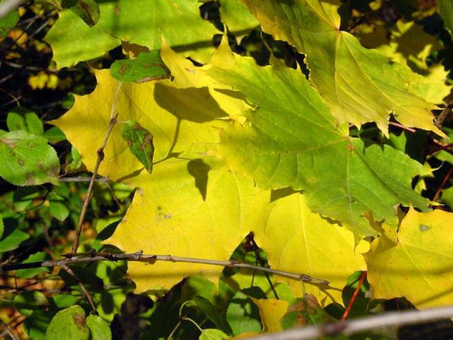 Autumn039.jpg