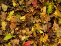 Autumn031.jpg