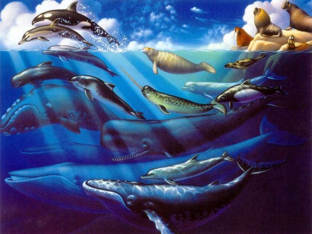 baleines001.jpg