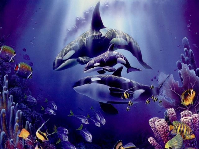 baleines002.jpg