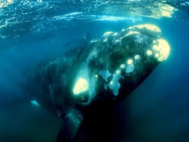 baleines007.jpg