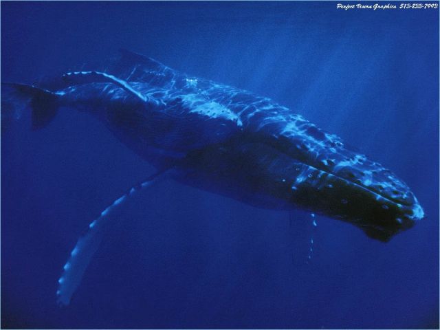 baleines014.jpg