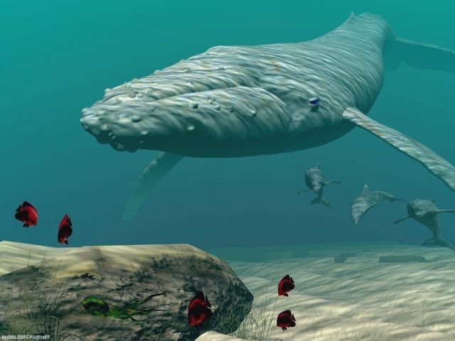 baleines017.jpg
