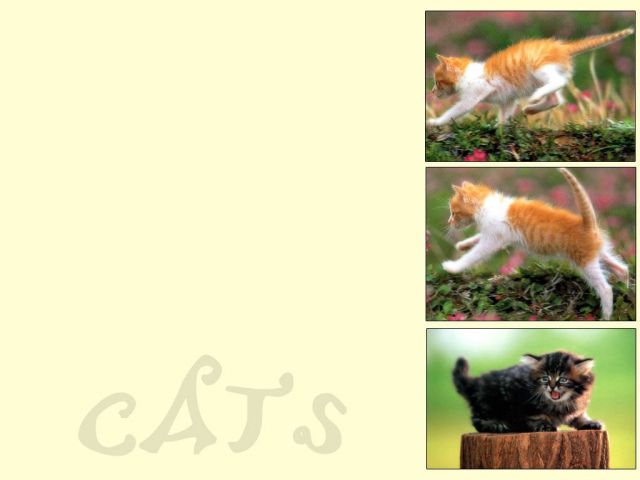 chats039.jpg