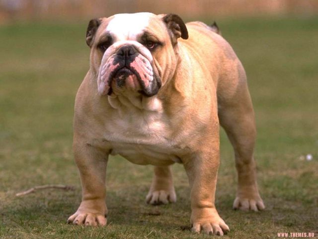 chiens009.jpg