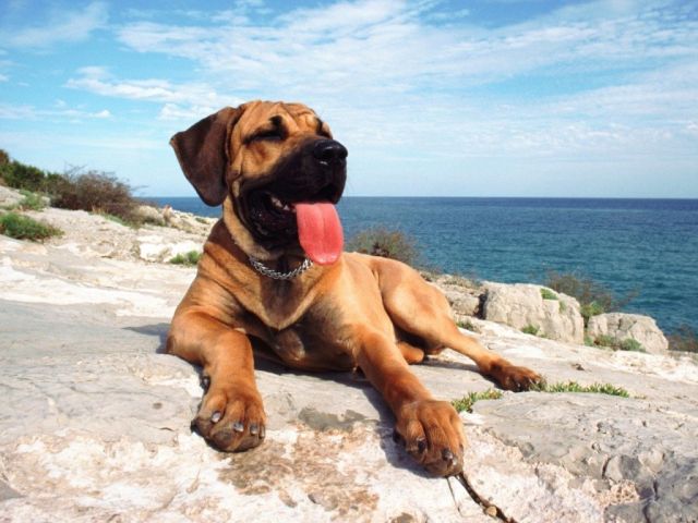 chiens013.jpg