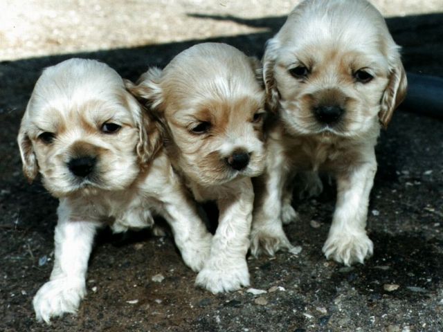 chiens014.jpg