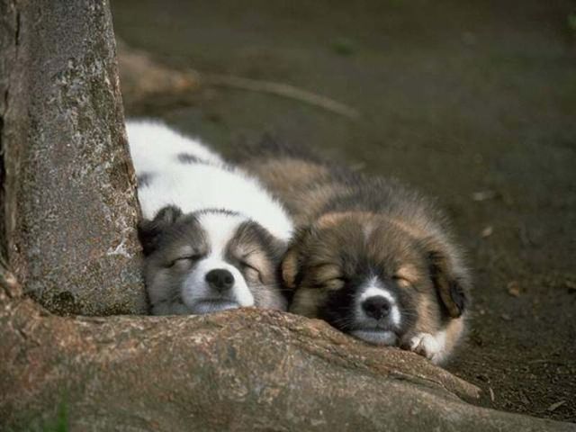 chiens017.jpg