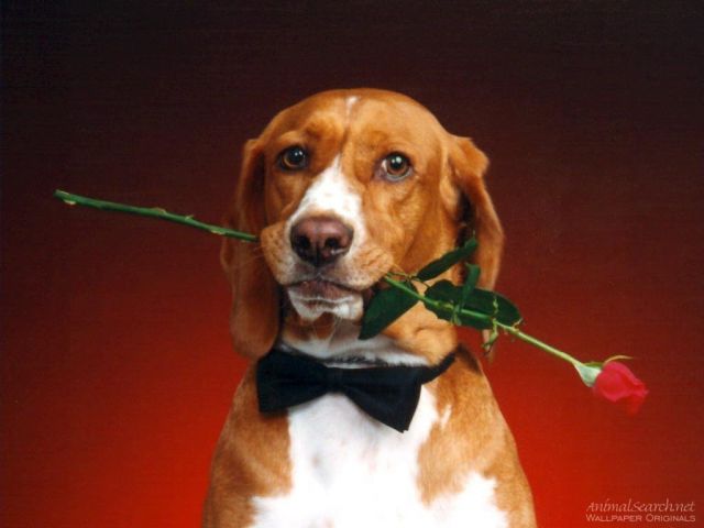 chiens020.jpg