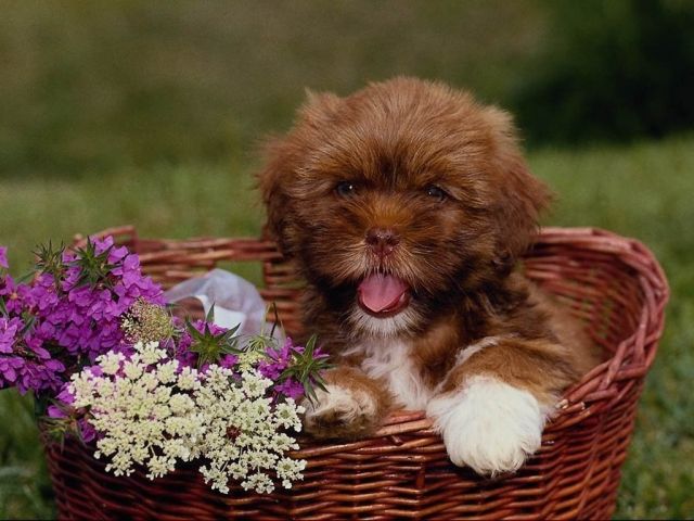 chiens024.jpg