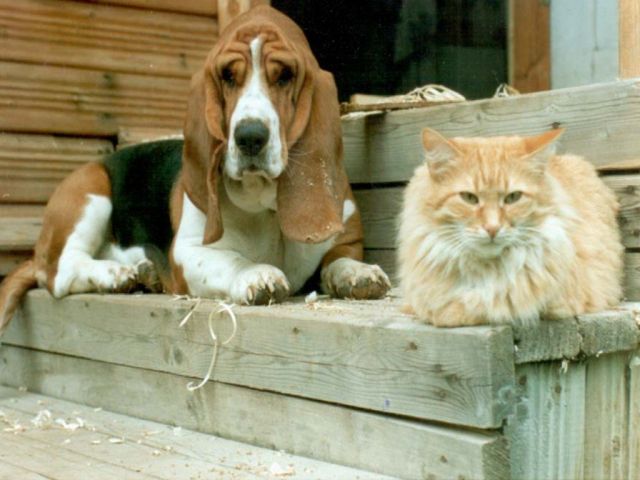 chiens025.jpg