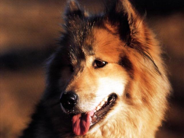 chiens026.jpg