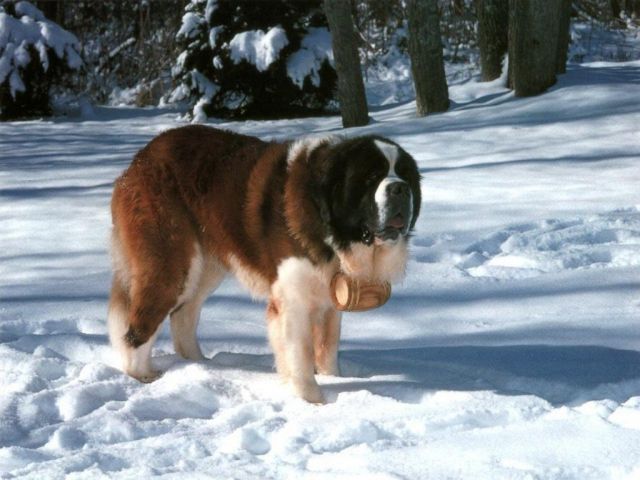 chiens027.jpg