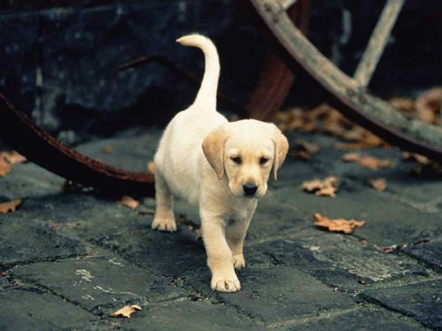 chiens031.jpg