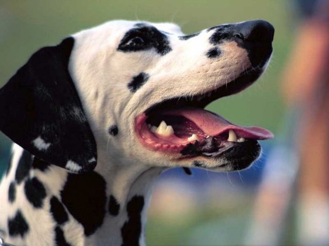 chiens033.jpg