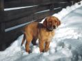 chiens019.jpg