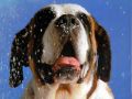chiens021.jpg