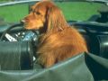 chiens022.jpg