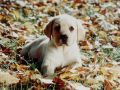 chiens023.jpg