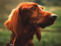 chiens028.jpg