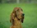 chiens029.jpg