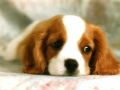 chiens030.jpg