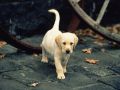 chiens031.jpg
