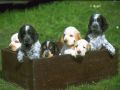 chiens032.jpg