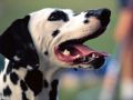 chiens033.jpg