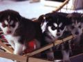 chiens034.jpg