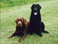 chiens035.jpg