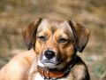 chiens036.jpg