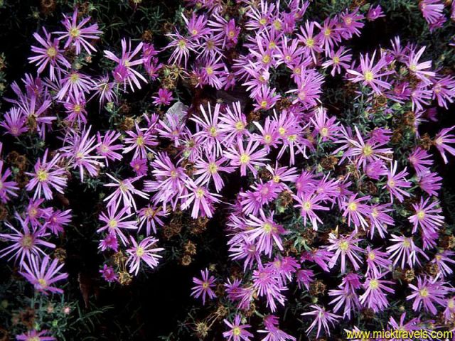 002-lavender_flowers.jpg