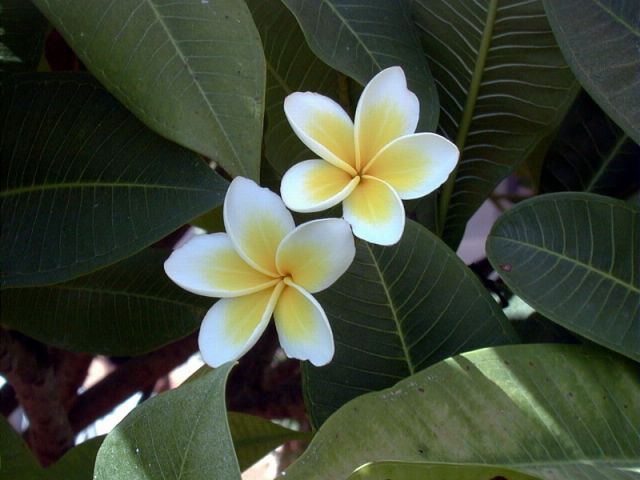 Flowers12.jpg