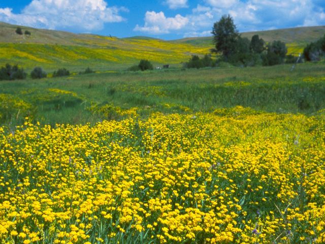 Flowers15.jpg