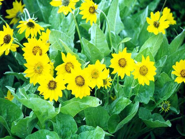 Flowers16.jpg