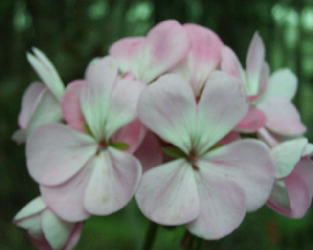 Flowers20.jpg