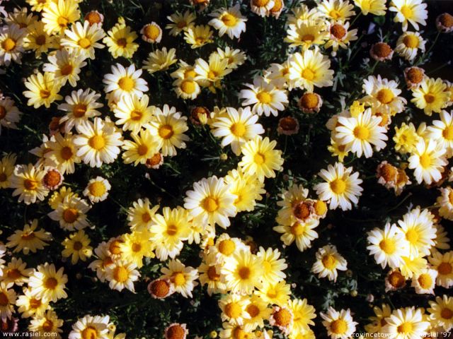 Flowers23.jpg
