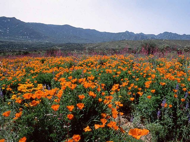 Flowers=1024x768.jpg
