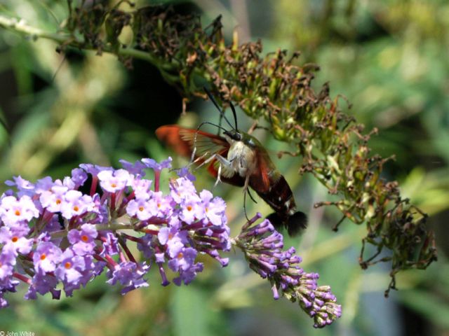 Flowes-004.jpg