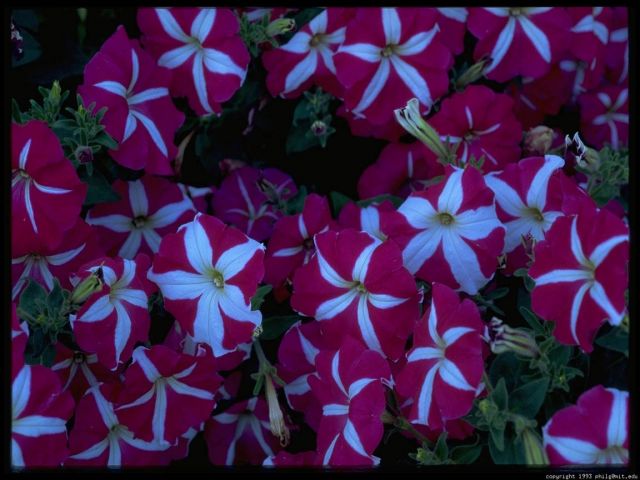 butchart-flowers-30.4.jpg