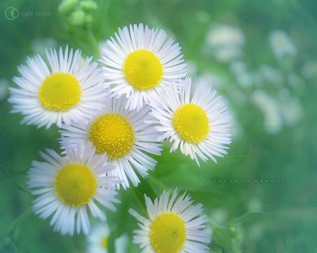 flowers-in-memory1280.jpg