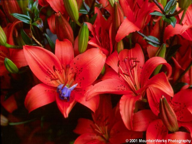 flowers-redpurple.jpg