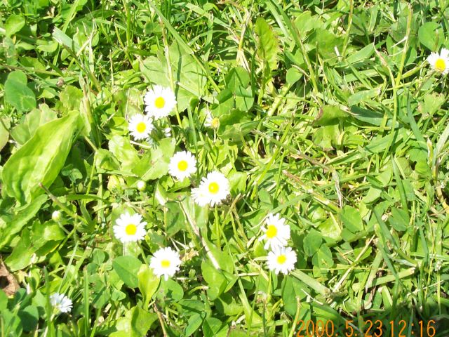 flowers.orig.jpg