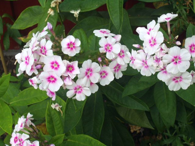 flowers10.jpg