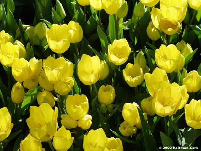 flowers11.jpg
