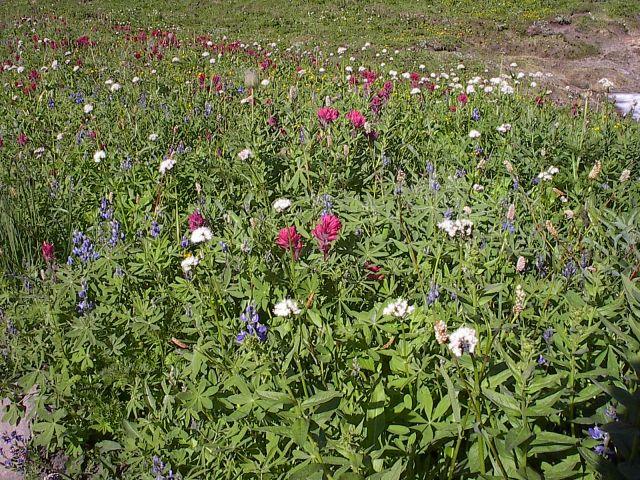 flowers13.jpg